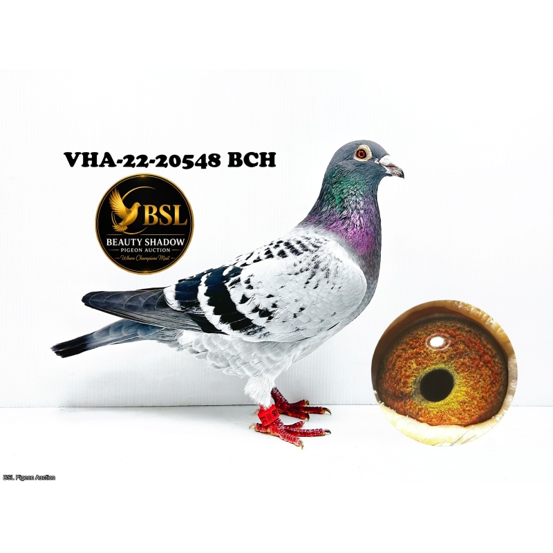 Lot 2. VHA-22-20548 BCH