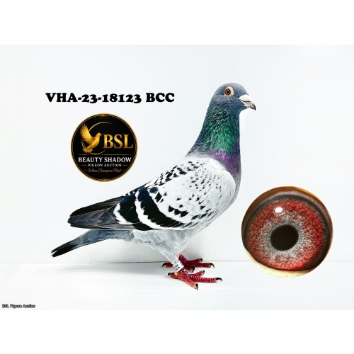 Lot 3. VHA-23-18123 BCC