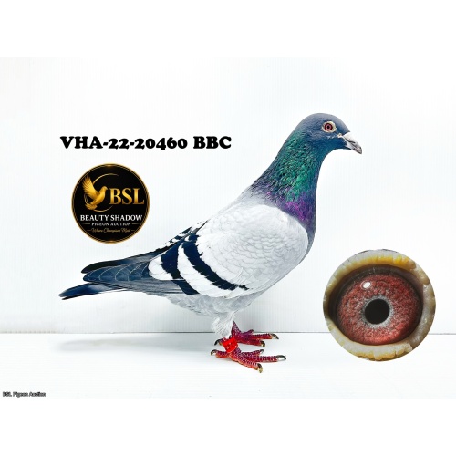 Lot 4. VHA-22-20460 BBC