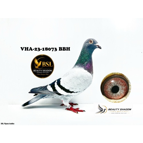 Lot 7. VHA-23-18073 BB