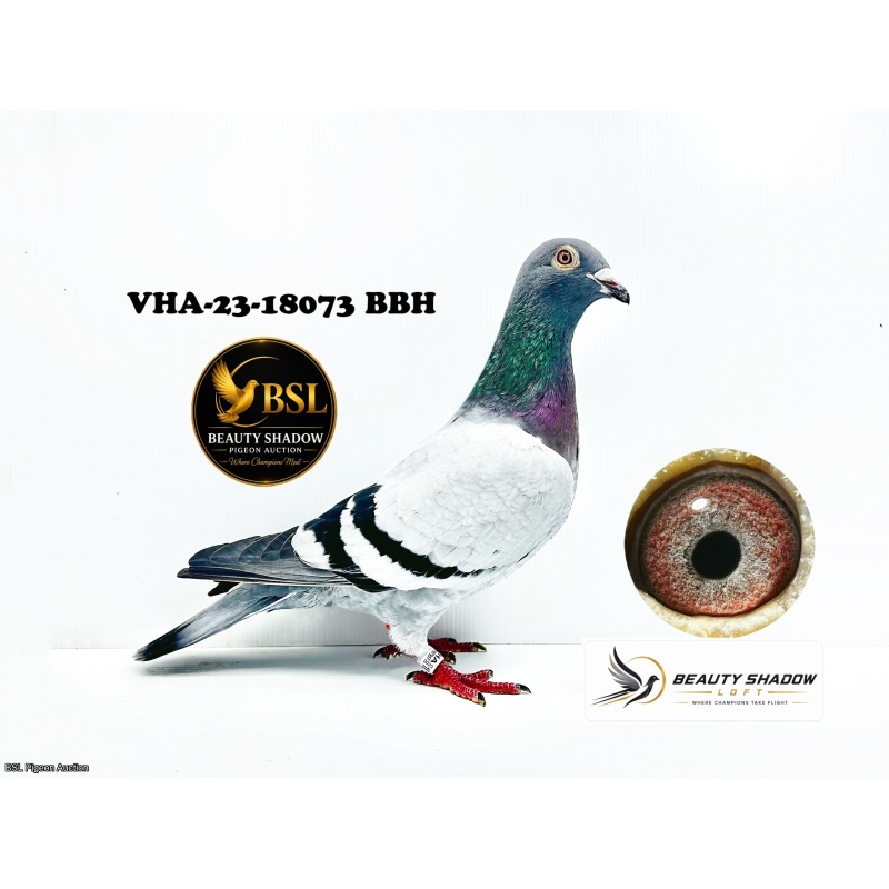 Lot 7. VHA-23-18073 BB