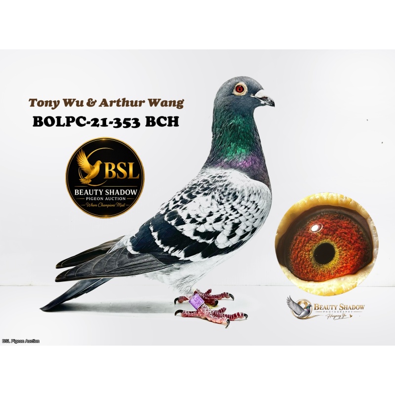 Lot 9. BOLPC-21-353 BCH