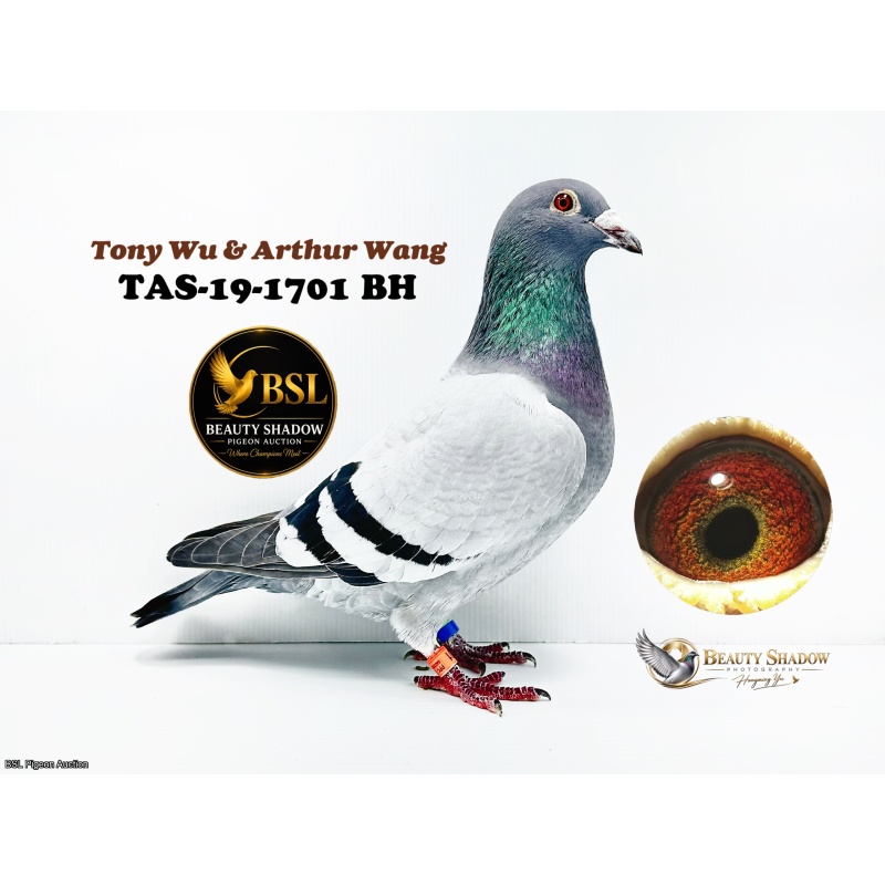 Lot 8. TAS-19-1701 BH