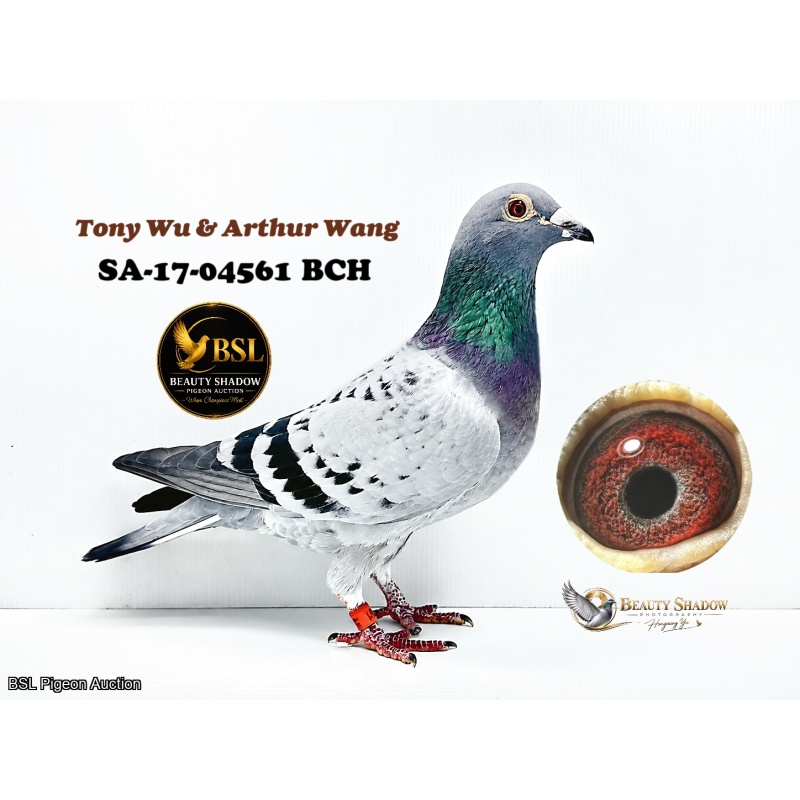 Lot 11. SA-17-04561 BCH