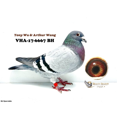 Lot 12. VHA-17-6667 BBH