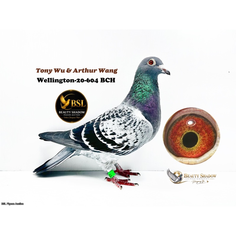Lot 13.  Wellington-20-604 BCH