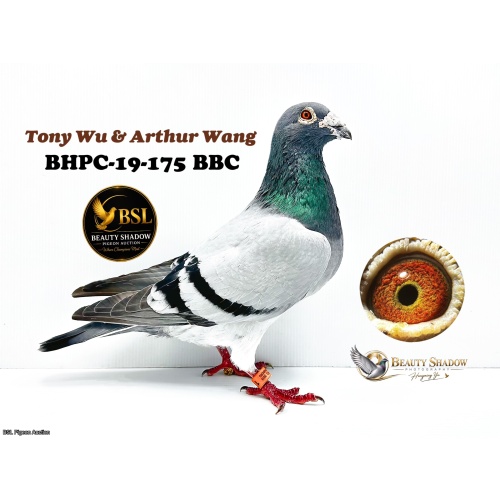 Lot 3. BHPC-19-175 BBC
