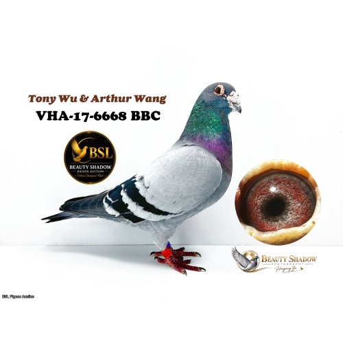 Lot 5. VHA-17-6668 BBC
