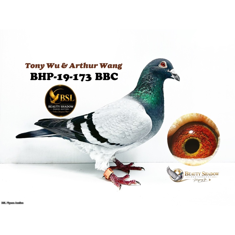 Lot 7. BHP-19-173 BBC
