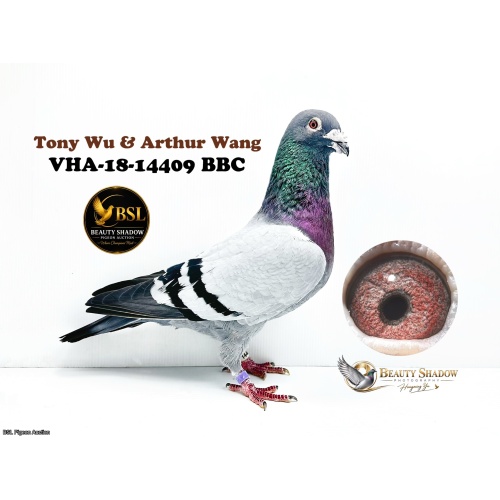 Lot 6. VHA-18-14409 BBC
