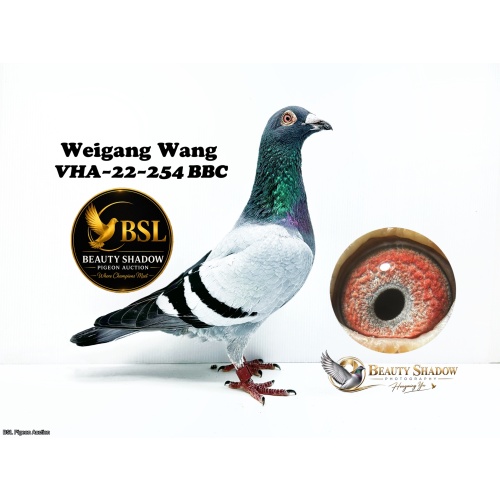 Lot 8. VHA 22 254 BBC