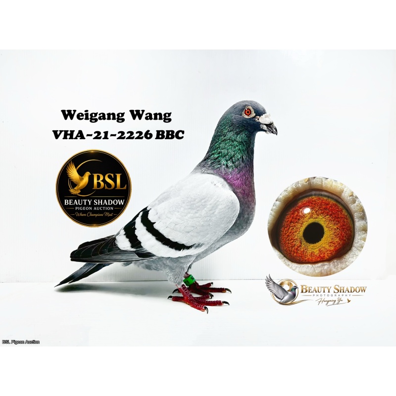 Lot 1. VHA-21-2226 BBC