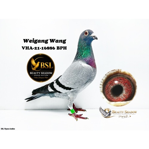 Lot 4. VHA 21 16886 BBPH