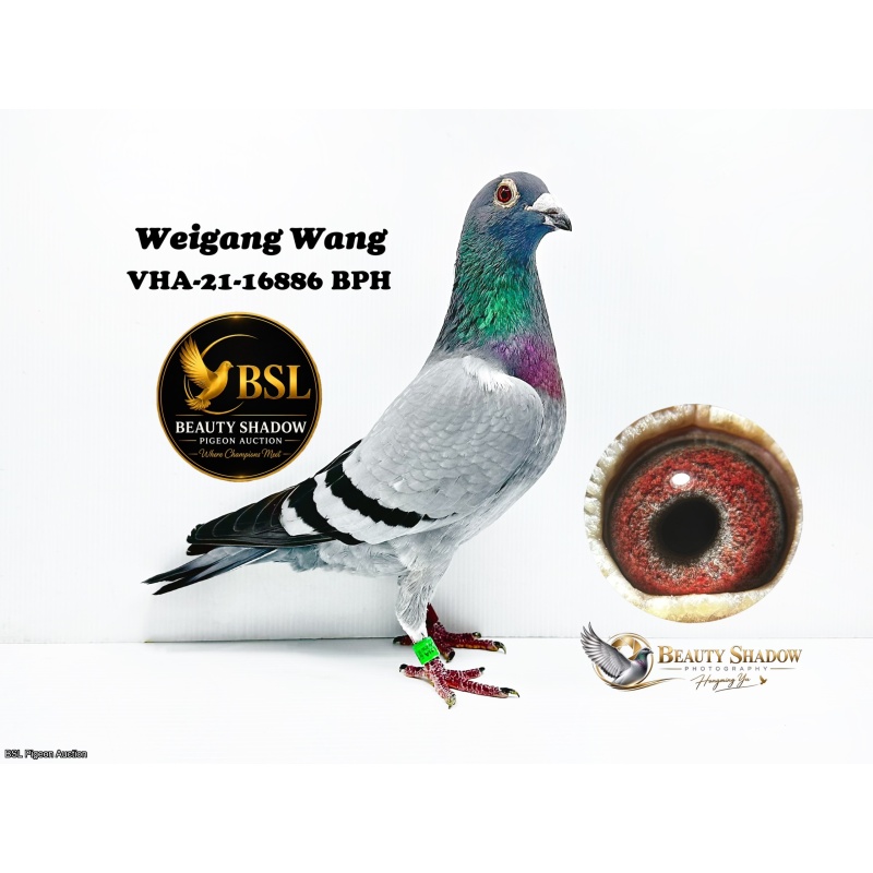 Lot 4. VHA 21 16886 BBPH