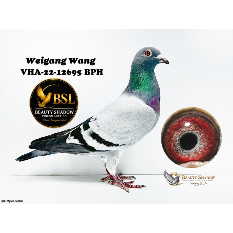 Lot 11. VHA-22-12695 BP