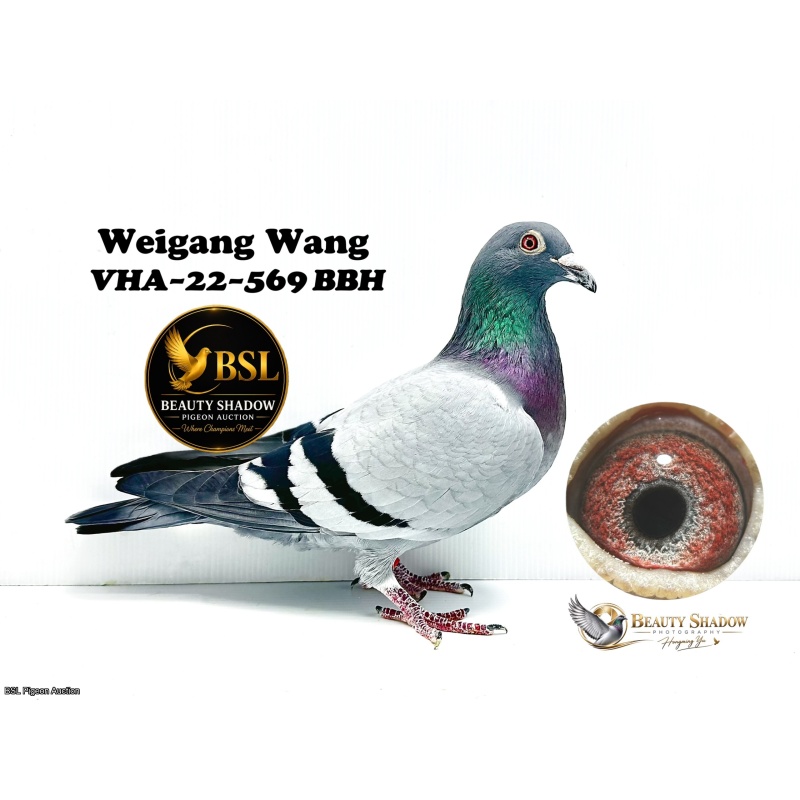 Lot 9.VHA-22-569 BBH