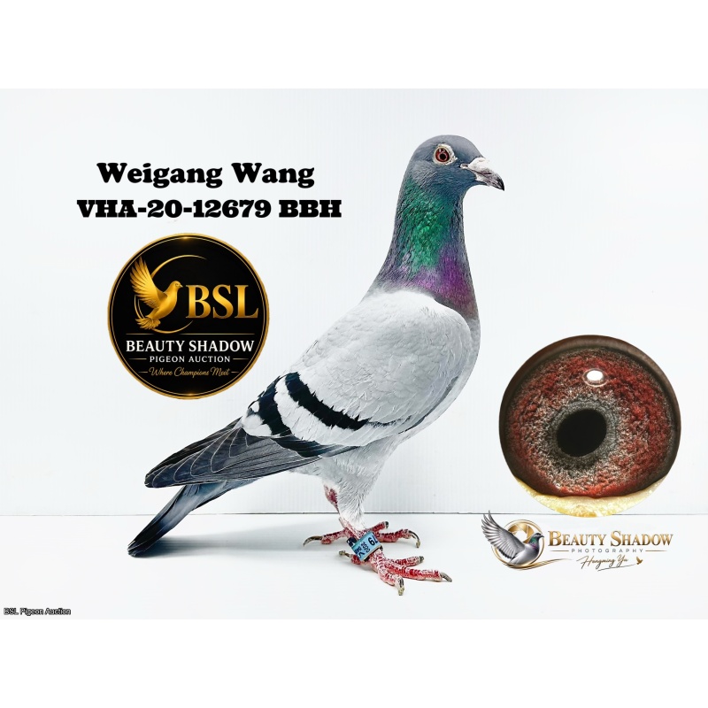 Lot 3. VHA-20-12679 BBH