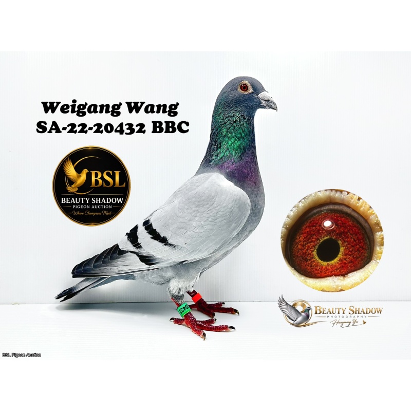 Lot 14. SA-22-20432 BBC